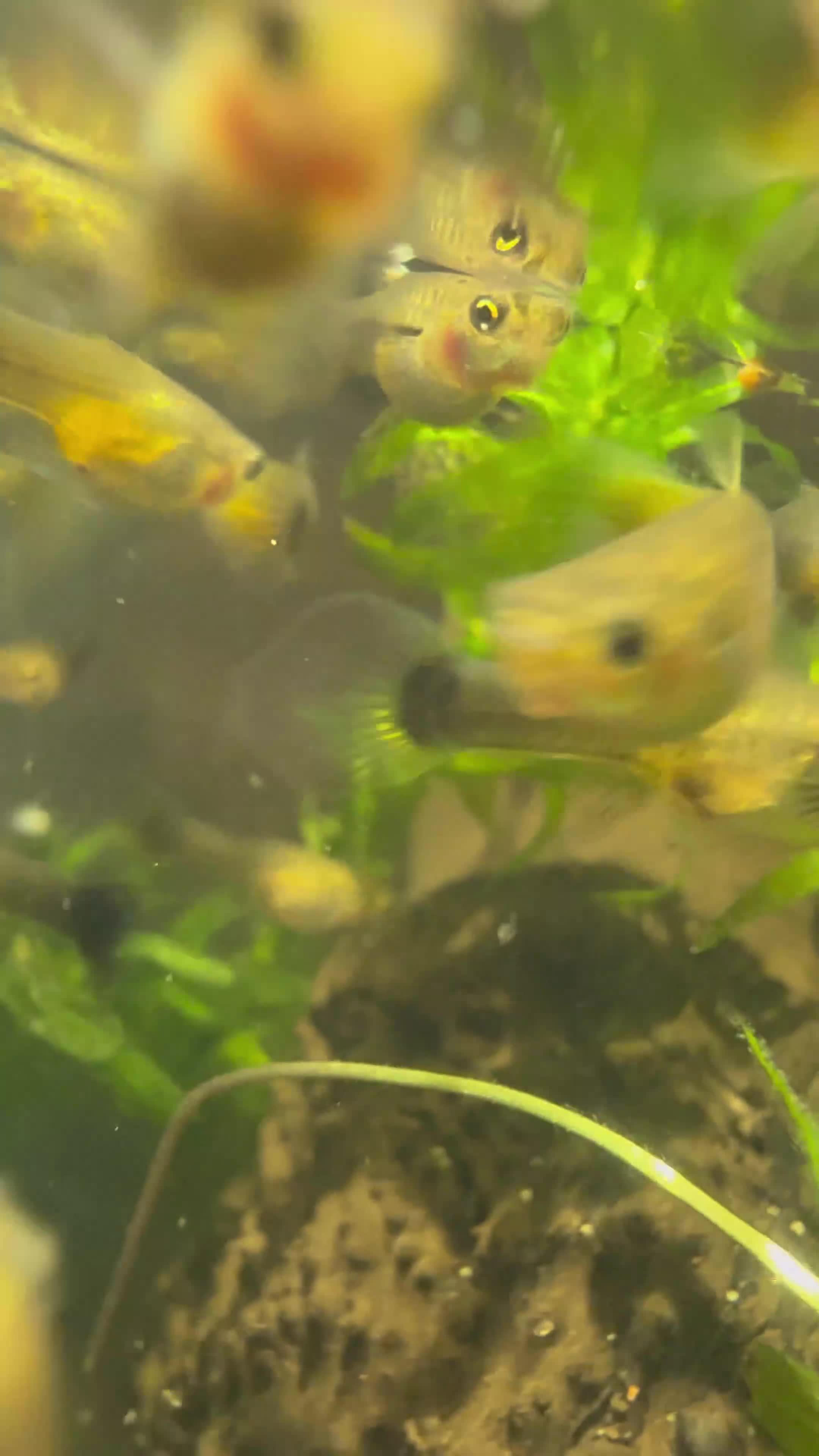 Other/Mixed Breed fish for sale: Guppy fry - Video 3