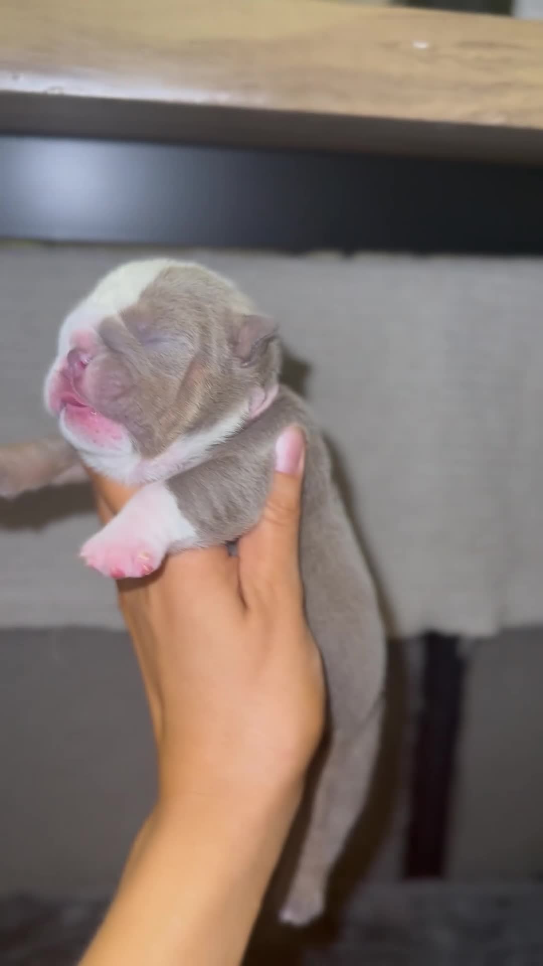 English Bulldog dogs for sale: 3 beautiful KC Registered English Bulldog puppies in Chesterfield - Video 1