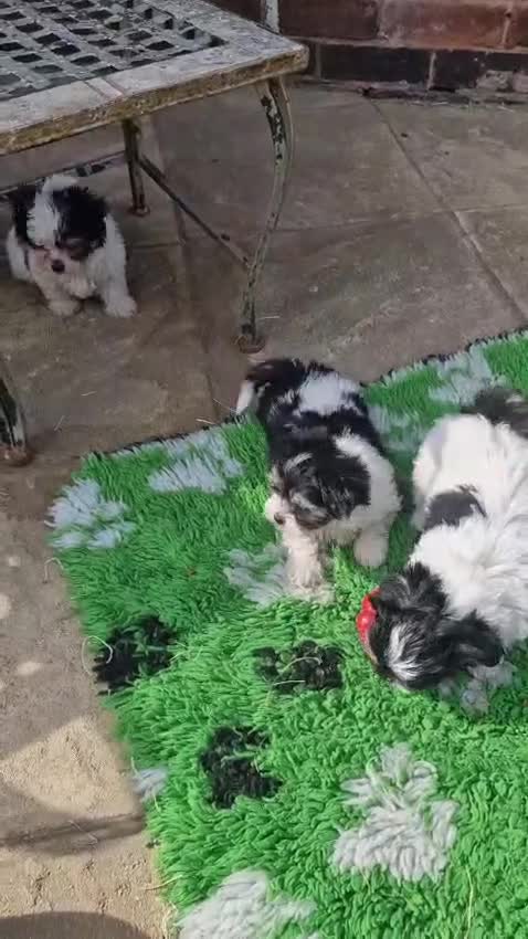 Mixed Breed dogs for sale: Top Quality Malchi pups looking for loving homes  in Mansfield - Video 1