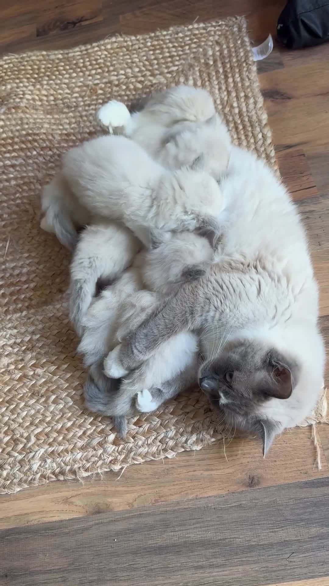 Ragdoll cats for sale: Ragdoll kittens for sale  - Video 2