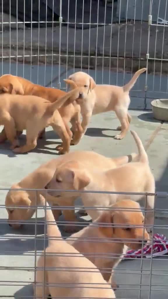 Labrador Retriever dogs for sale: Fox red Kc reg Labrador Retriever Puppies  - Video 1