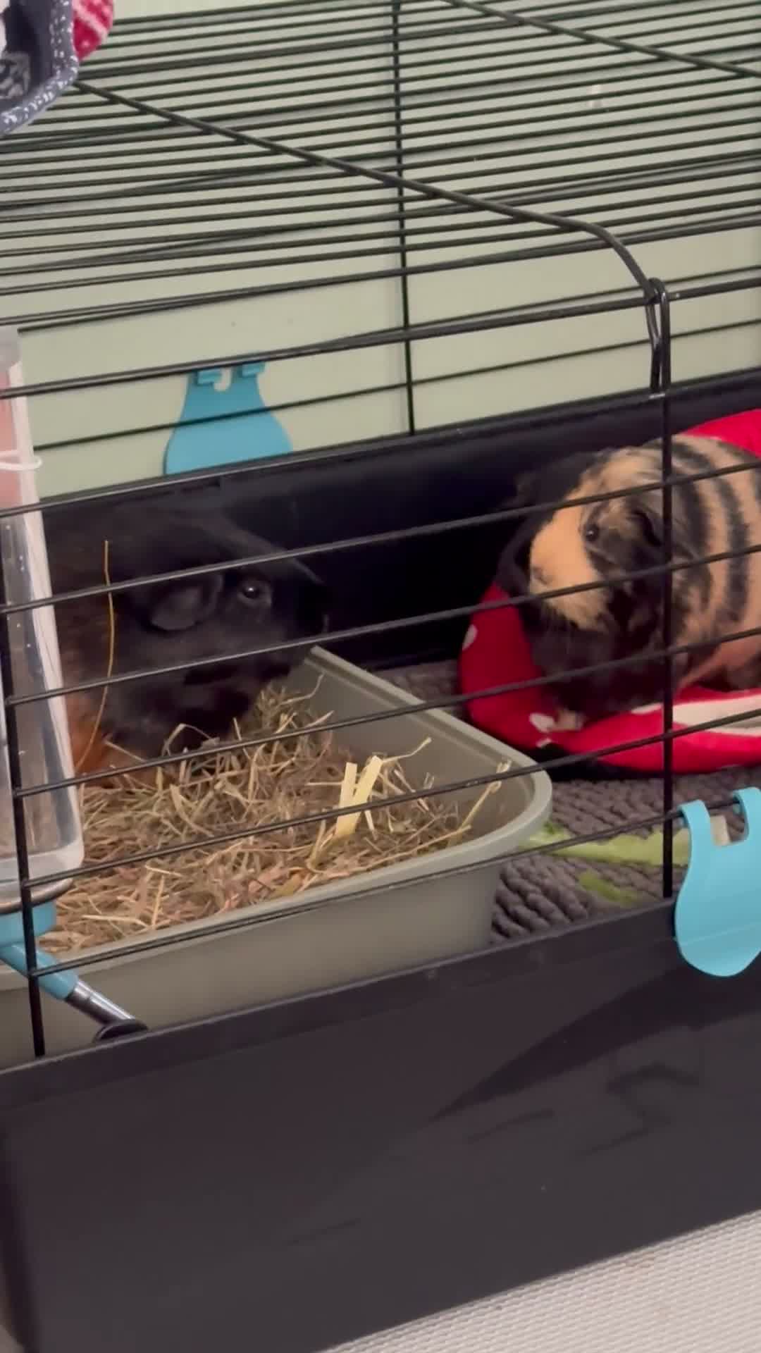 Guinea Pig rodents for sale: 2 FEMALE Guinea Pigs MUST BE REHOMED TOGETHER  - Video 1