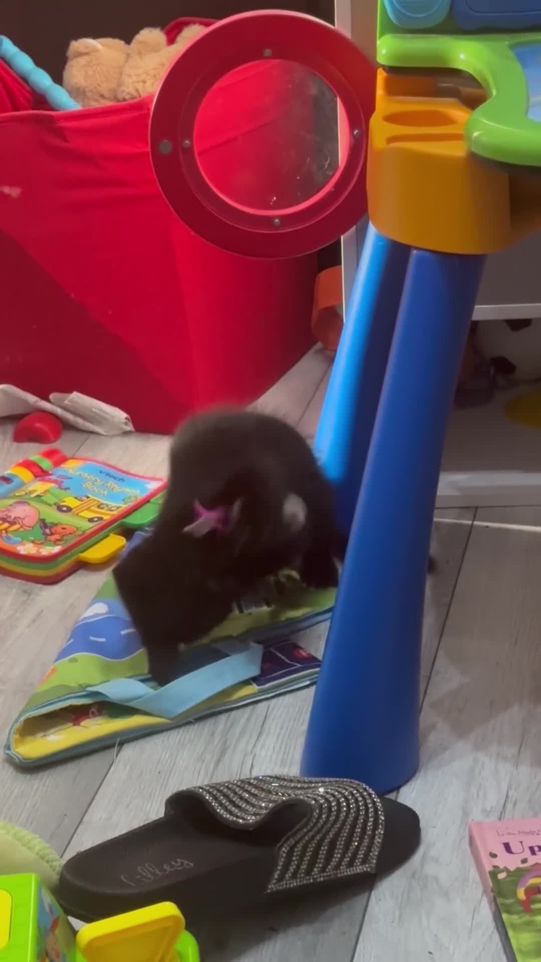 Domestic Shorthair cats for sale: One lovely female Black  black kittens - Video 1