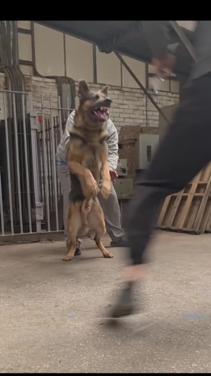 German Shepherd dogs for sale: German shepherd pups - Video 4