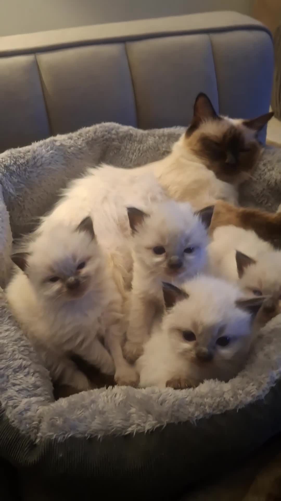 Ragdoll cats for sale: 🌸 Adorable Ragdoll Kittens 🌸 - Video 3