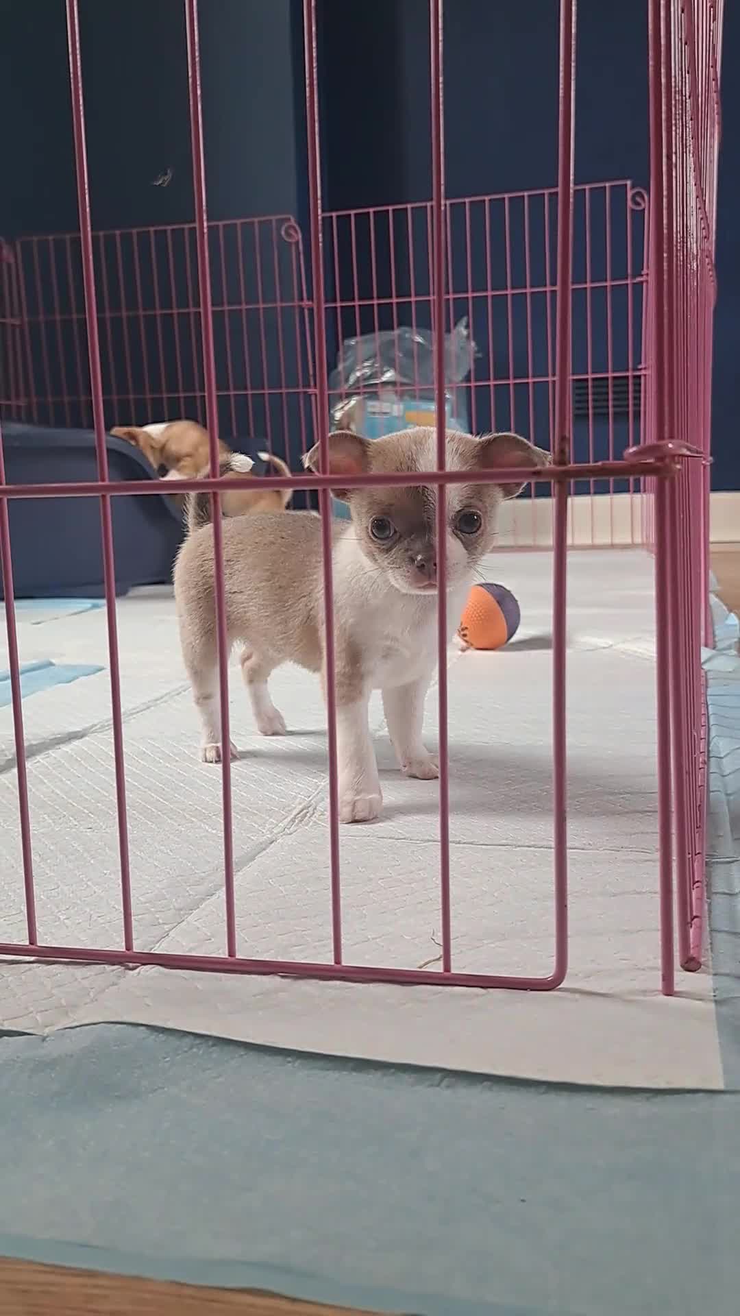 Chihuahua dogs for sale: Chihuahua Puppies  in Norwich - Video 2
