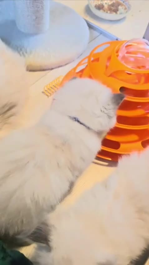 Ragdoll cats for sale: 🐾 TICA Beautiful Ragdoll Kittens - 2 Boys 🐾 - Video 3