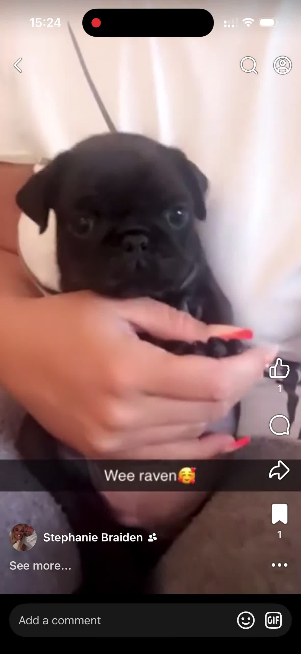 Pug dogs for stud: Pug for stud - Video 1