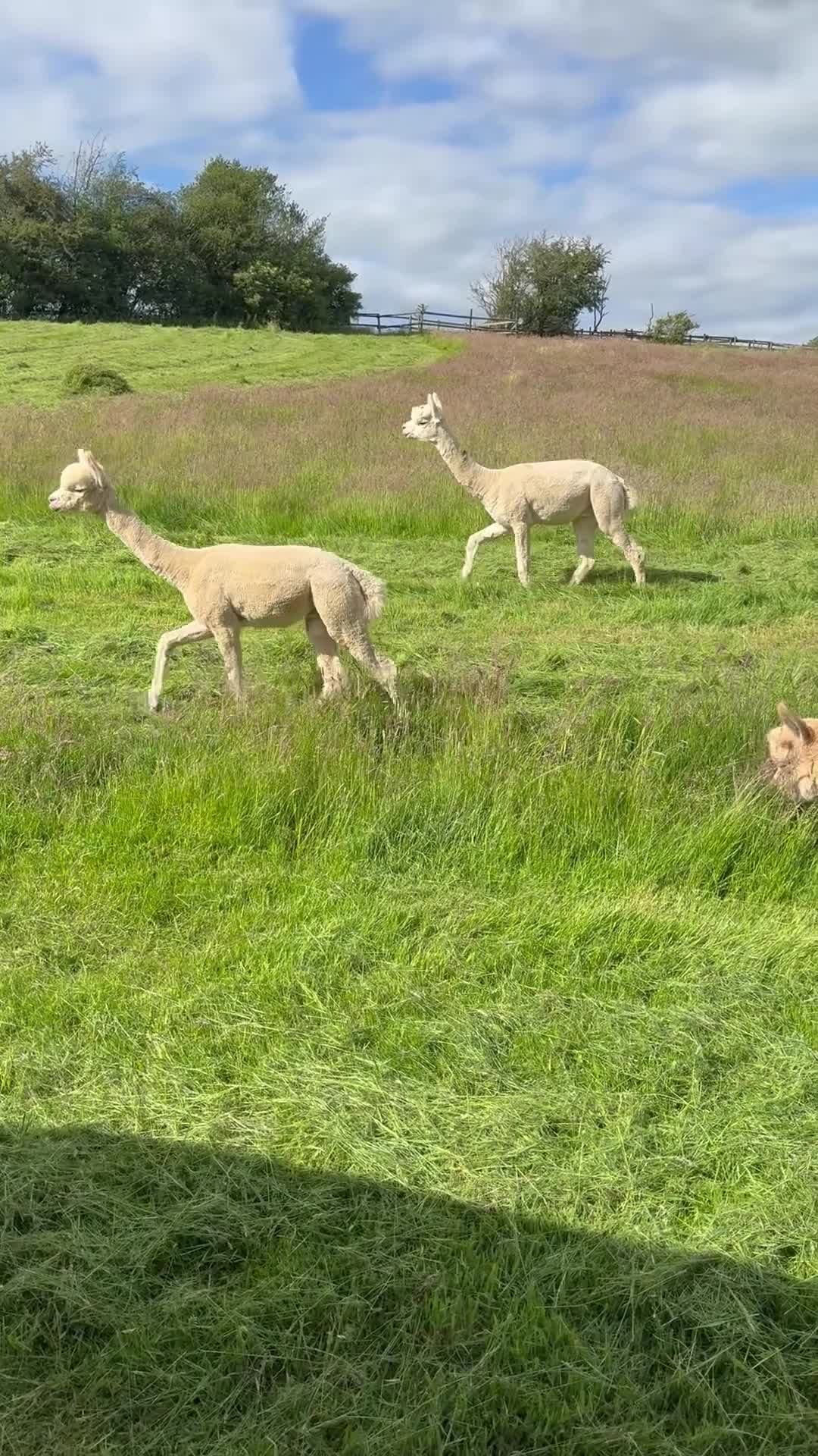Alpaca livestock for sale: Alpacas | male and female herds available  in Ashbourne - Video 2