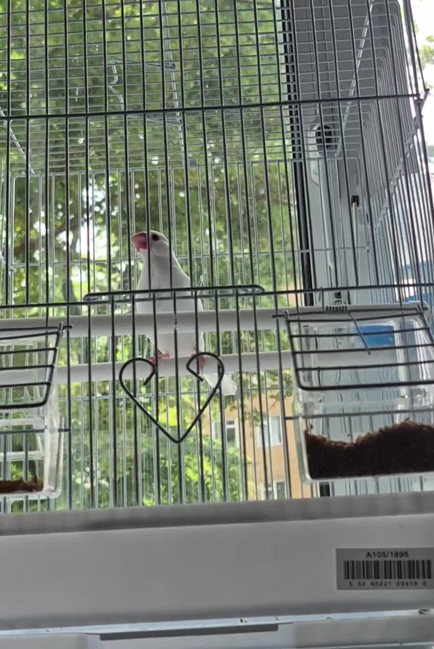 Finches birds for sale: Singing Java finches  - Video 1