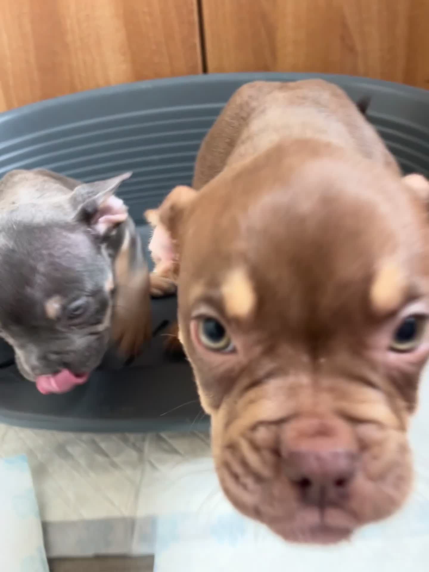 Mixed Breed dogs for sale: FrenchieXPocketBully Pups - Video 3