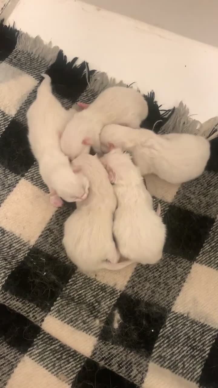 Ragdoll cats for sale: 5 RAGDOLL kittens for sale £400 - Video 2