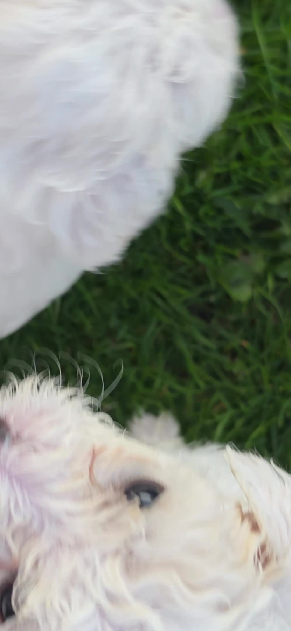 Bichon Frise dogs for sale: PURE BRED BICHON FRISE PUPPIES - Video 1