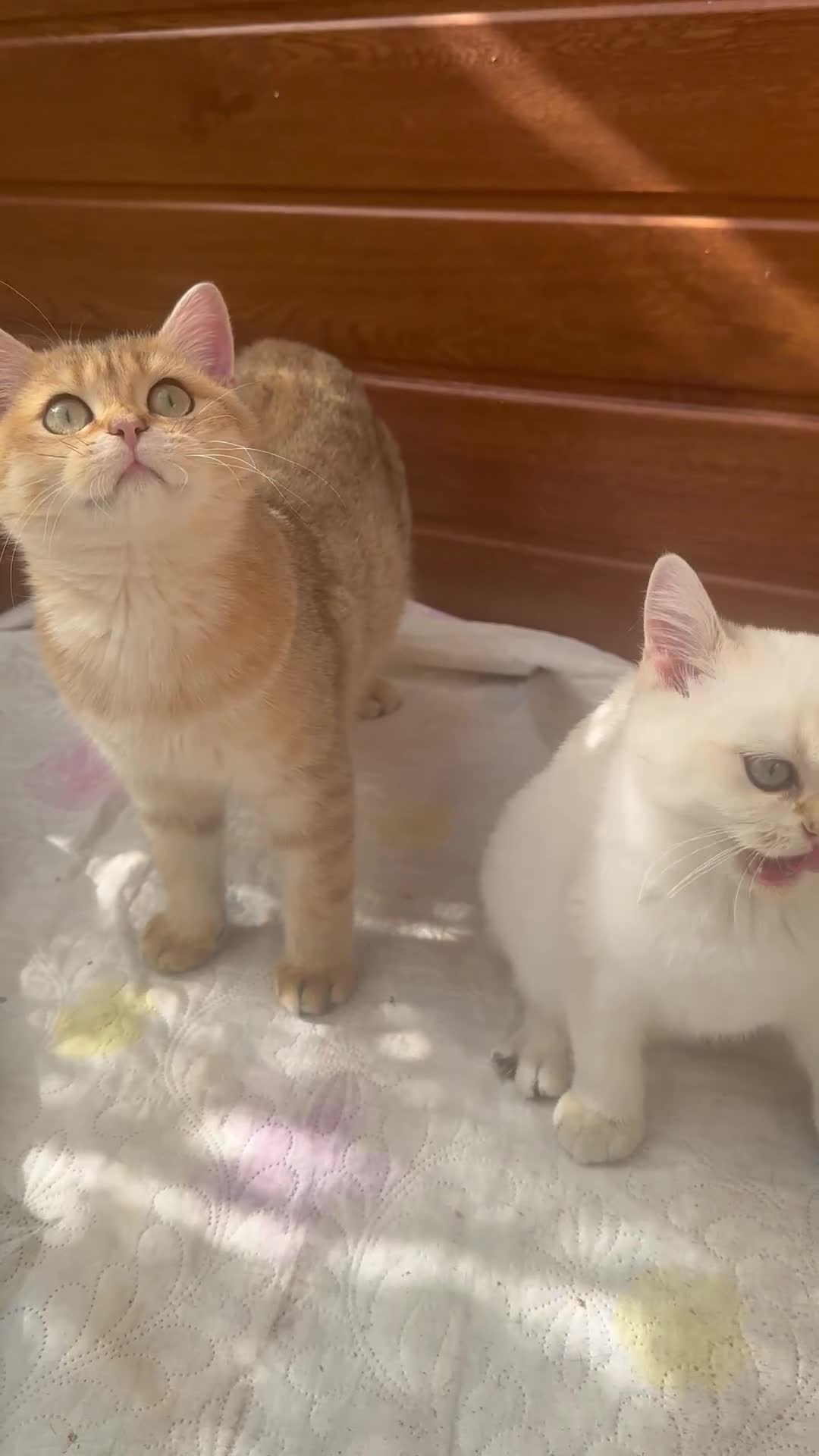 British Shorthair cats for sale: Stunning munchkin fur babies 😻🌼🌸🌺 - Video 2