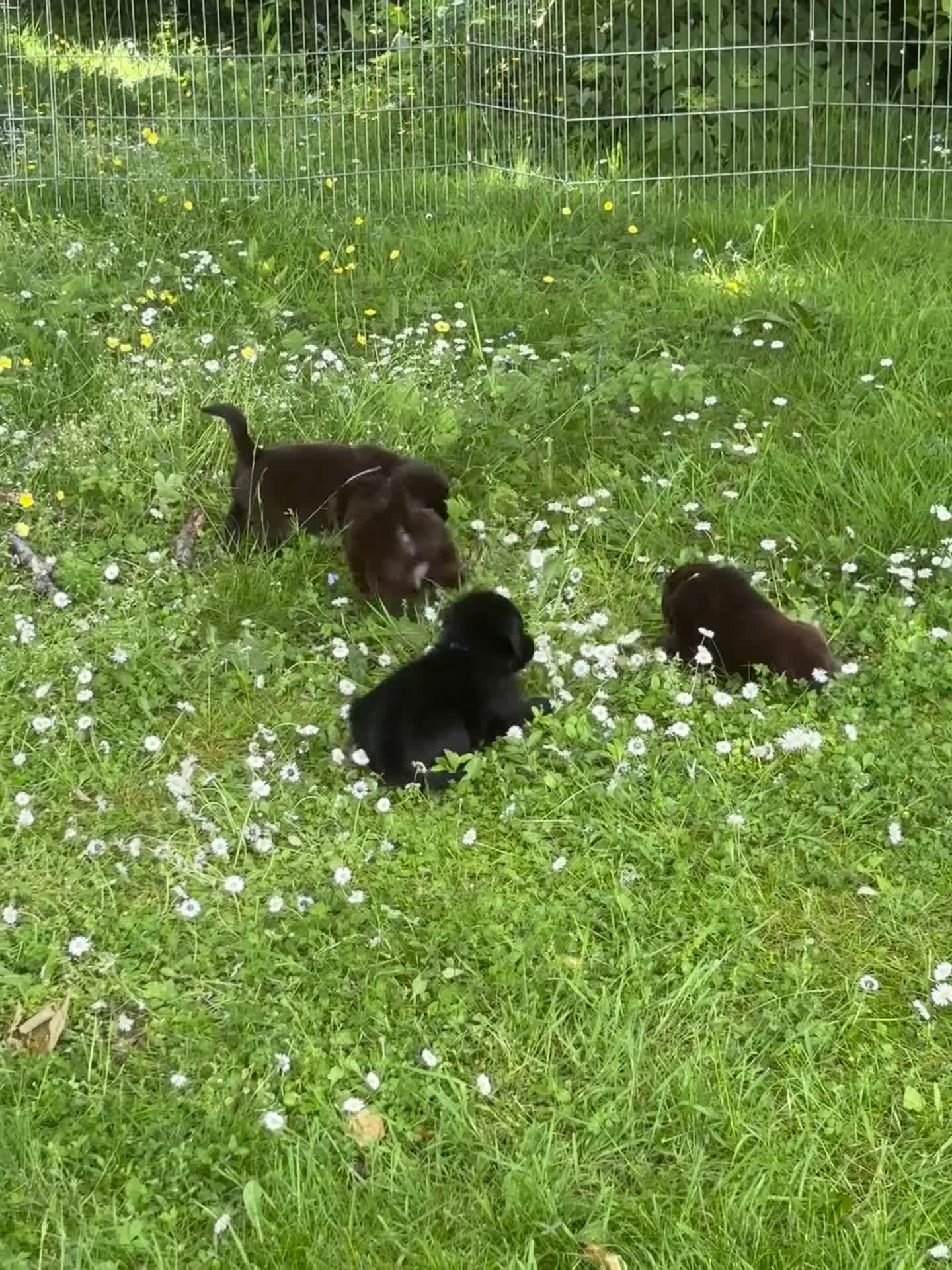 Flat coated Retriever dogs for sale: Gorgeous liver and black Flatcoat Retrievers - Video 2