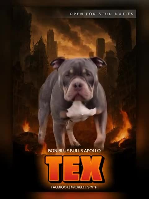 American Bully dogs for stud: ABKC REGISTERED POCKET BULLY STUD in Waterlooville - Video 1