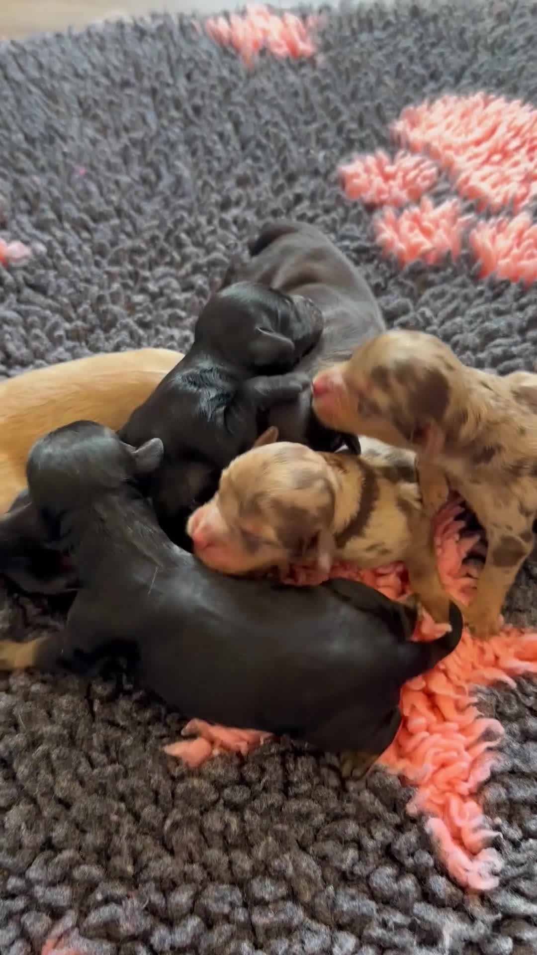 Cockapoo dogs for sale: Extensively health tested Cockapoo puppy’s  - Video 1