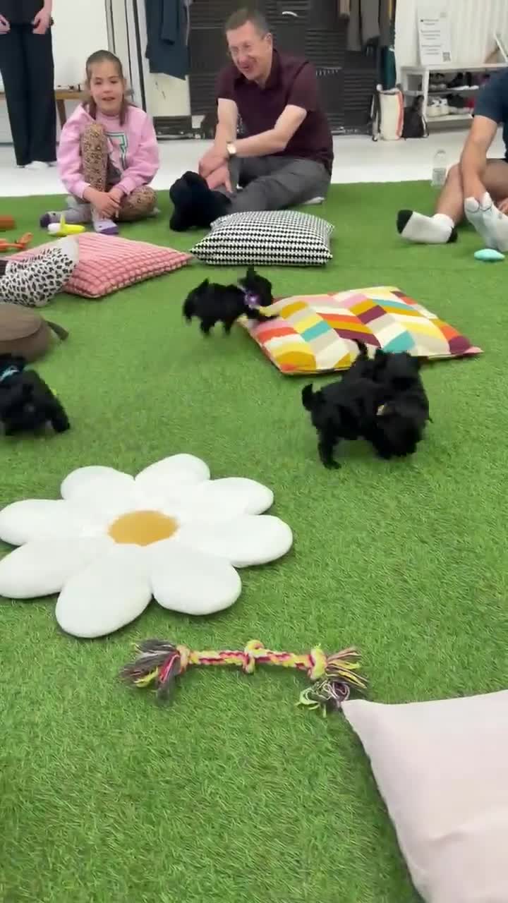 Yorkshire Terrier dogs for sale: LAST GIRL! Mini Black Yorkshire Terrier 🐶  - Video 3