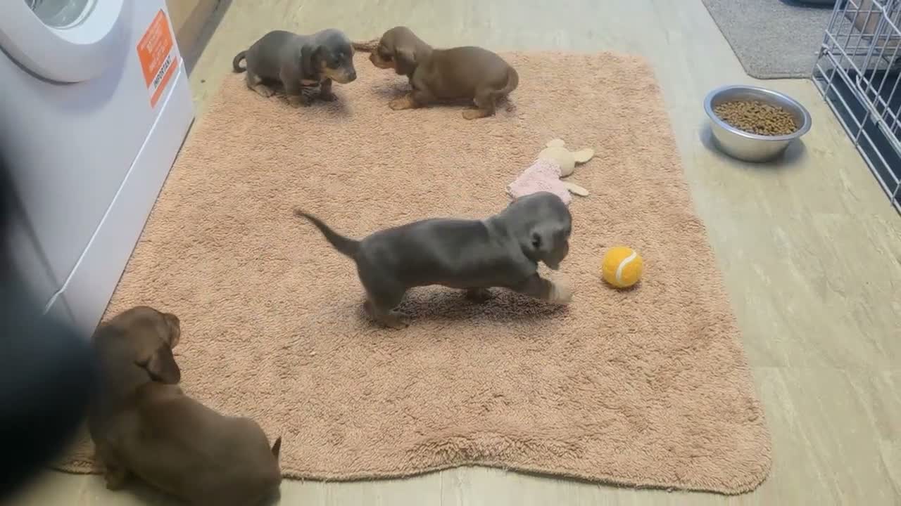 Miniature Dachshund dogs for sale: Adorable KC Registered Miniature Dachshund Puppies - Video 1