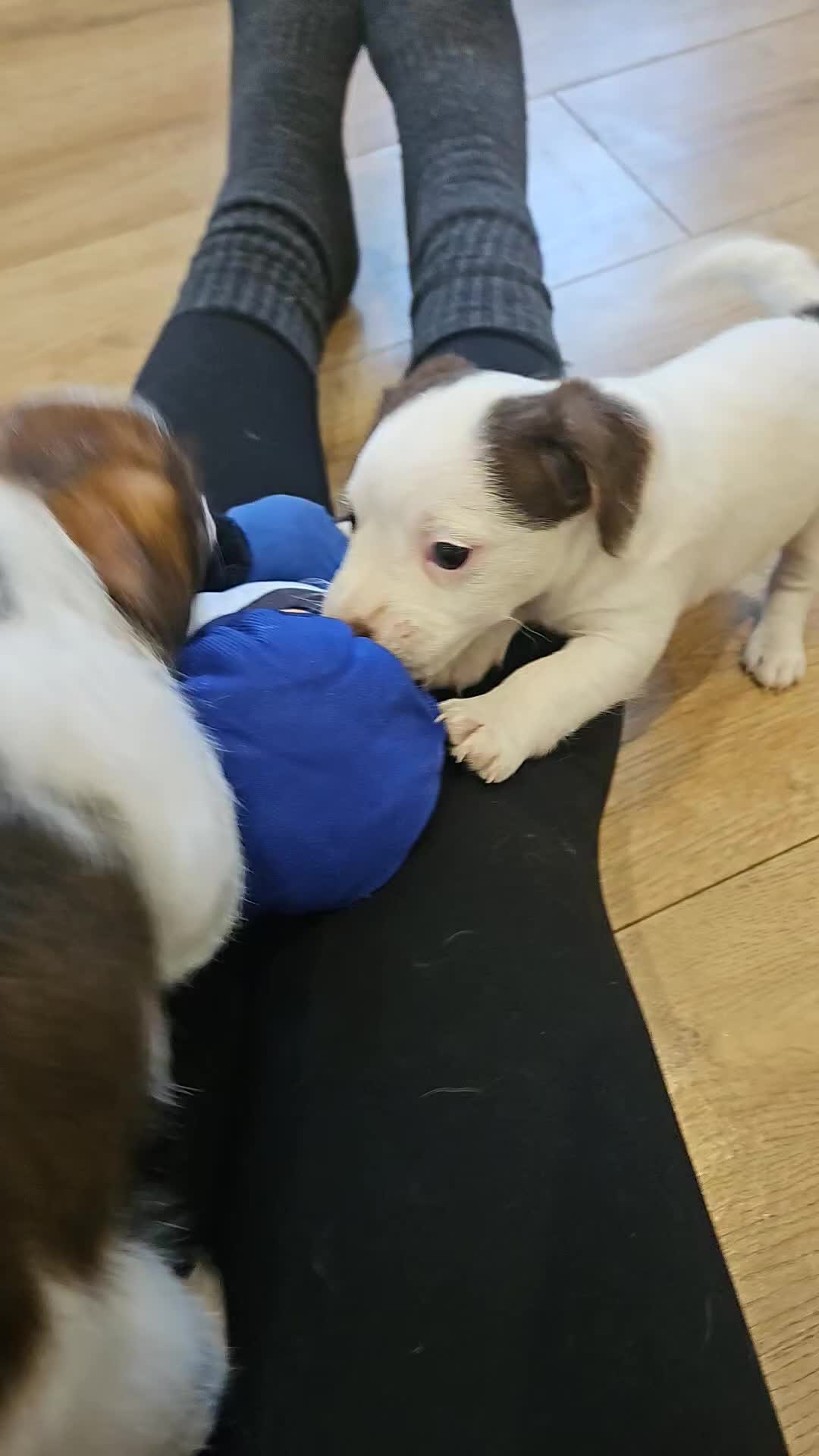 Mixed Breed dogs for sale: Beautiful Jackapoo puppies for sale- Available now - Video 2