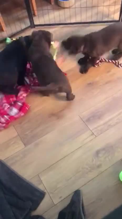 Labrador Retriever dogs for sale: Chocolate Labrador Puppies (KC Health Tested) - Video 1