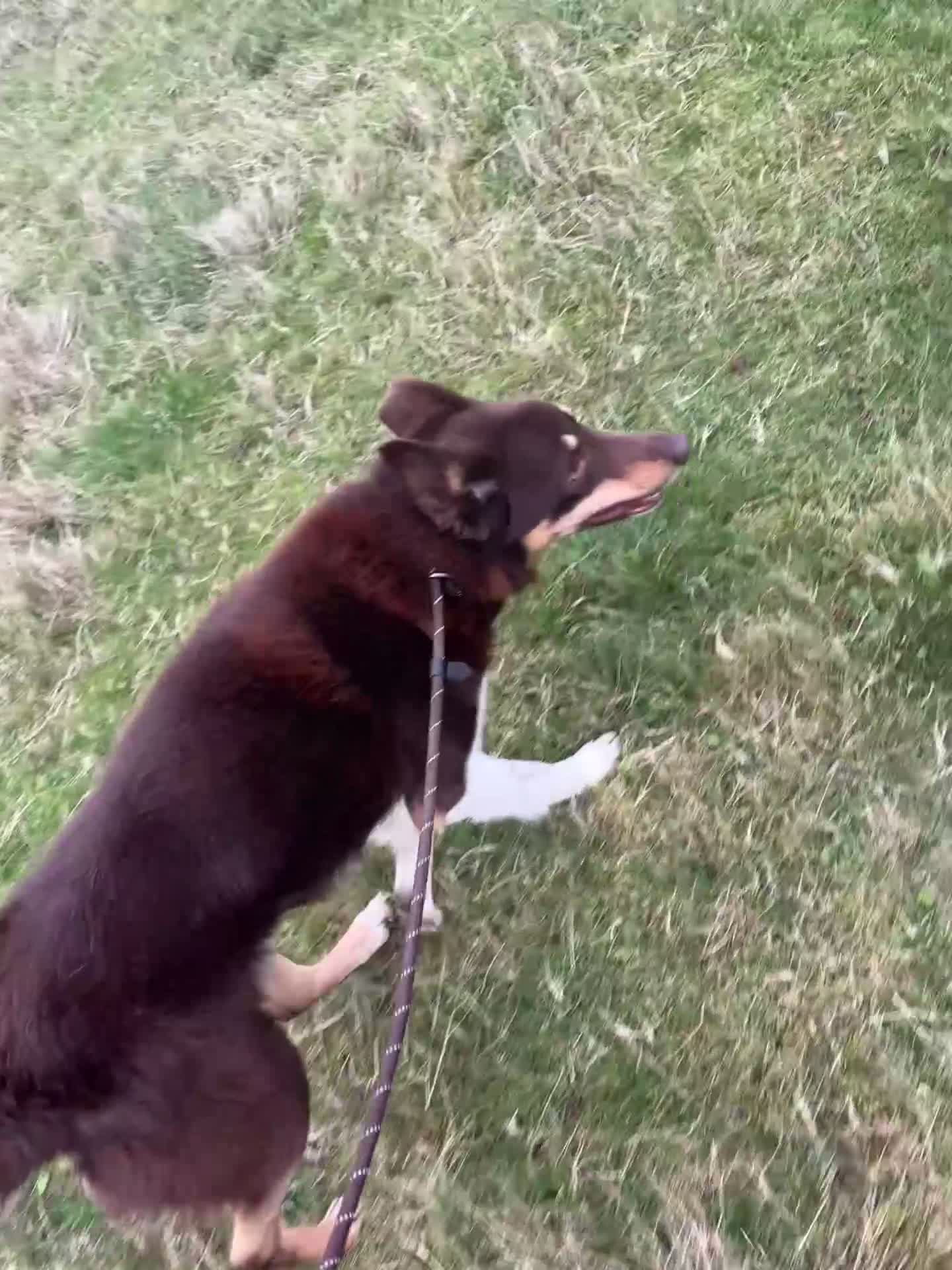 Border Collie dogs for sale: 2 failed sheepdog and 1 potential worker  - Video 1