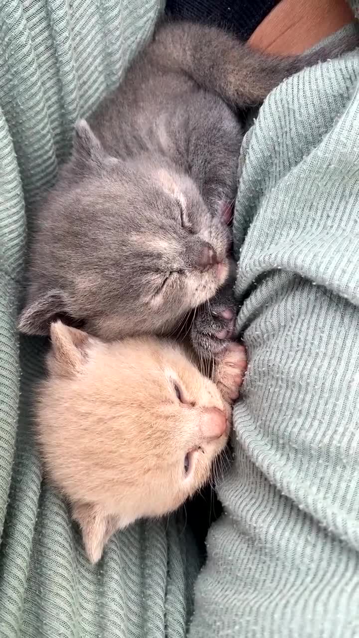British Shorthair cats for sale: X BSH female grey available  - Video 1