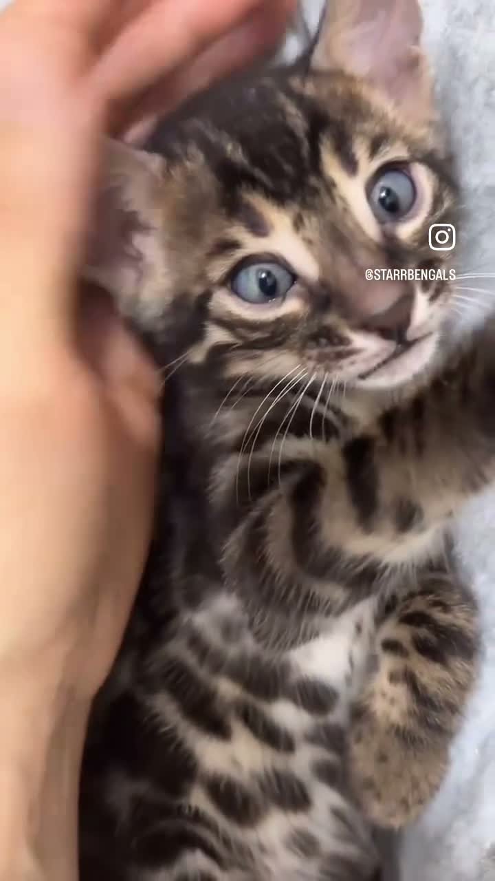 Bengal cats for sale: 🌟Pedigree bengal kittens 🌟 - Video 1