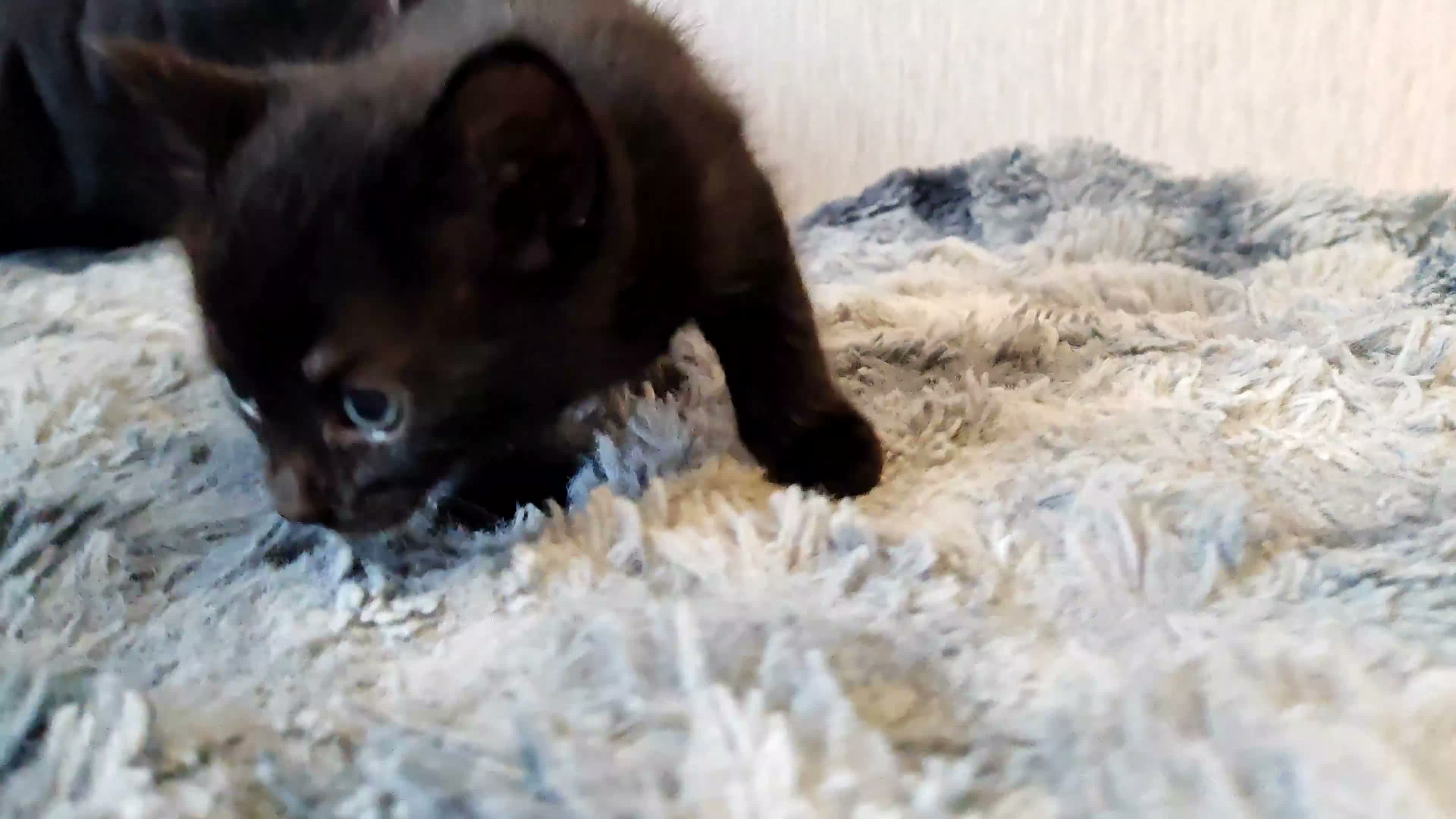Mixed Breed cats for sale: Kittens in Boston - Video 2