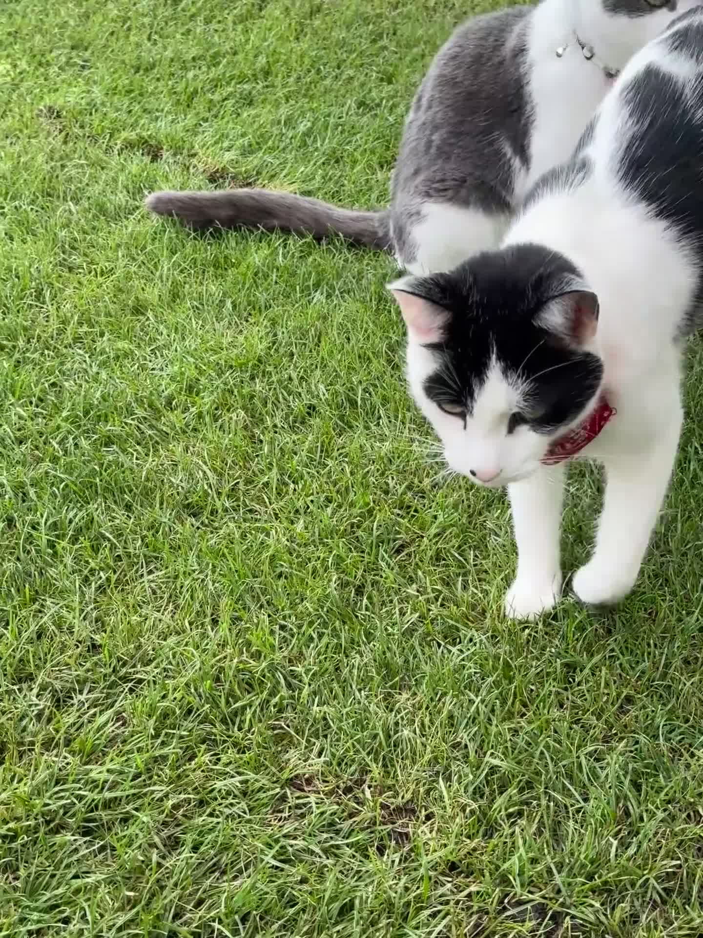 American Shorthair cats for sale: Black and white American male short hair  - Video 1