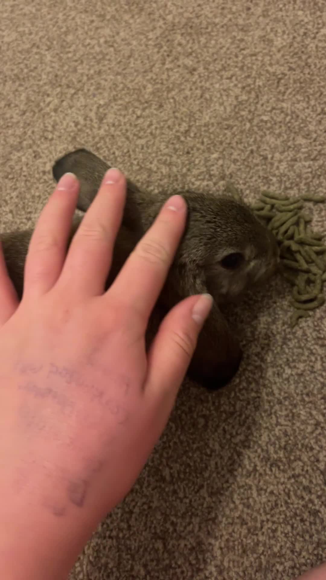 Mixed Breed rabbits for sale: 2 giant baby house rabbits in Dorchester - Video 1