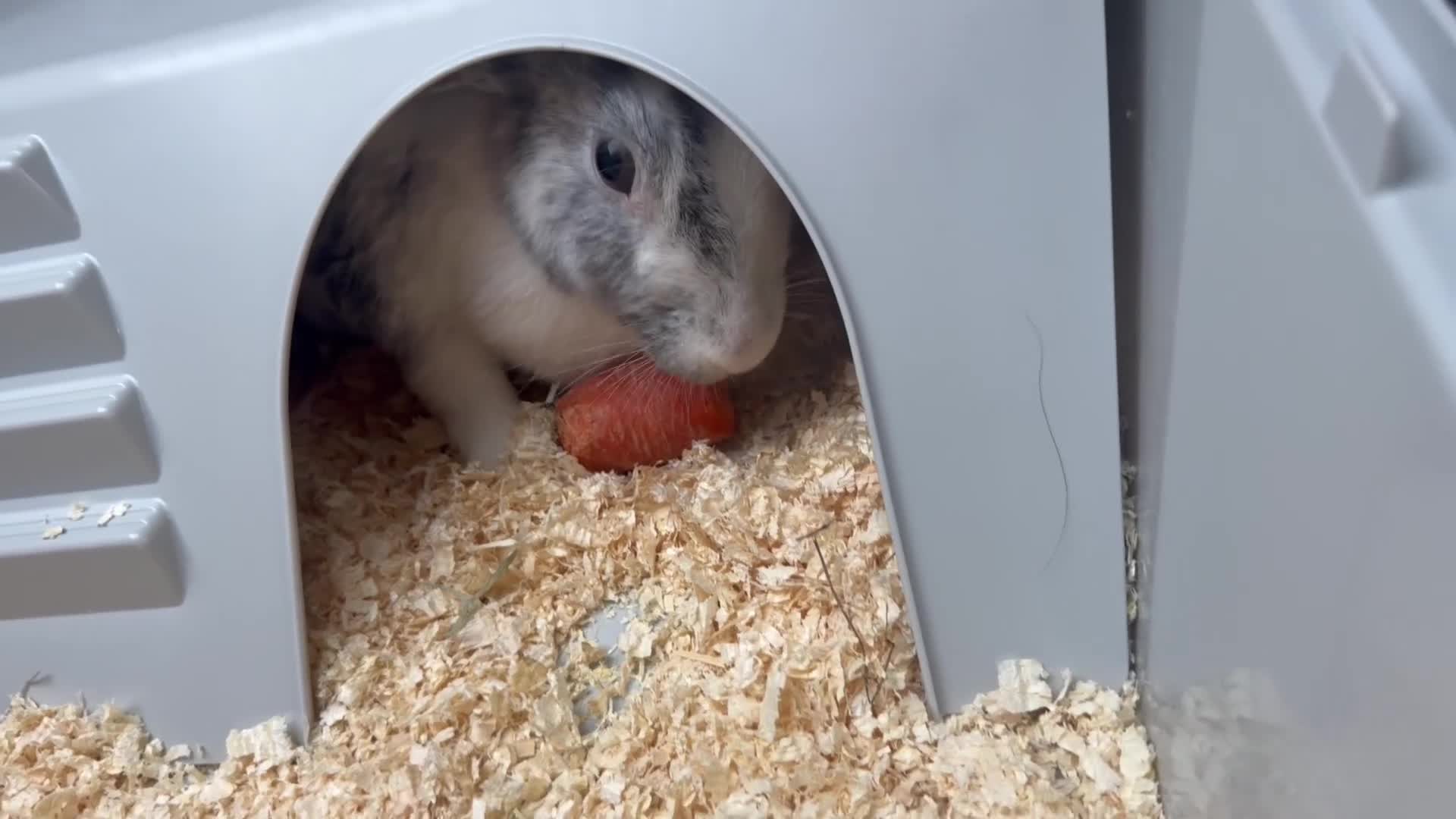 Mixed Breed rabbits for sale: 2 year old rabbit for sale  - Video 1