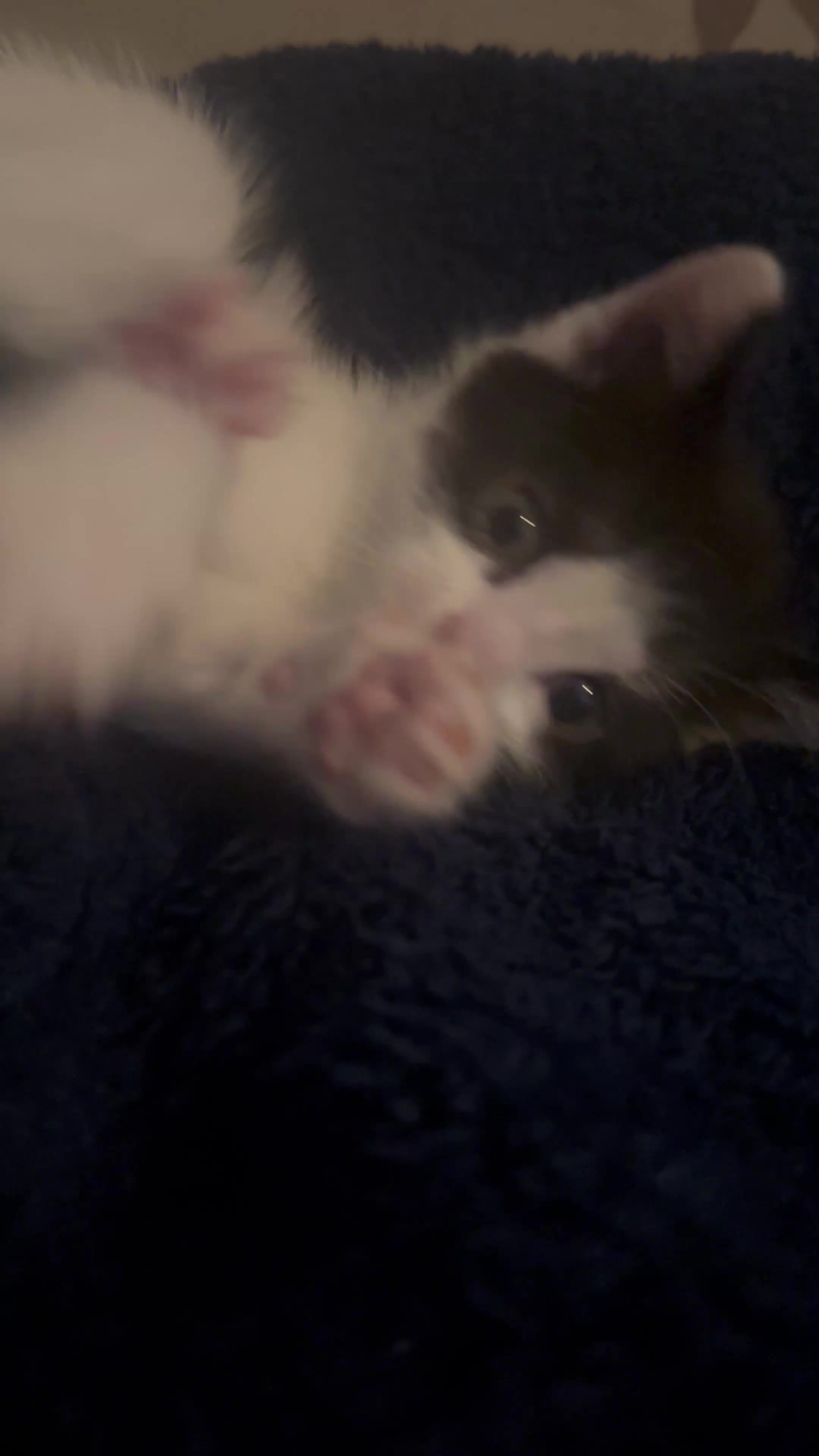 Mixed Breed cats for sale: Tuxedo kittens for sale! - Video 1