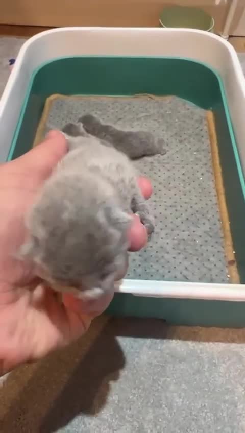 Russian Blue cats for sale: Adorable pure silver Russian blue kittens for sale - Video 2