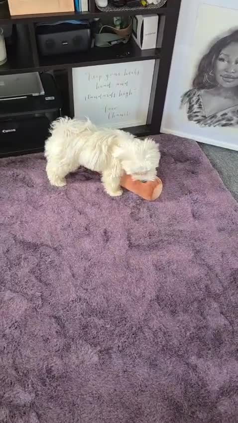 Bichon Frise dogs for sale: Bichon frise  - Video 1