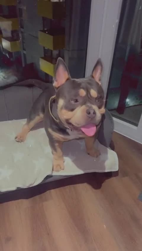 American Bully dogs for sale: POCKET BULLY!! MCLOVIN x COWBOY  - Video 3