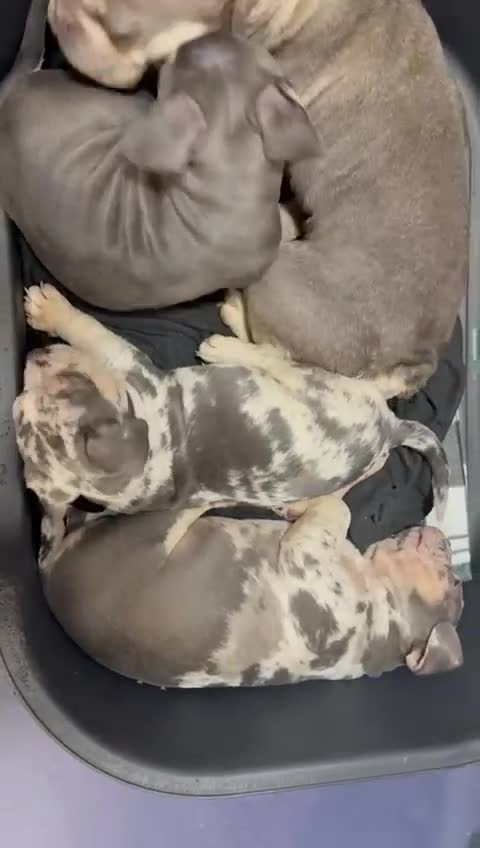 Mixed Breed dogs for sale: Pocket bully cross french bulldog  - Video 1