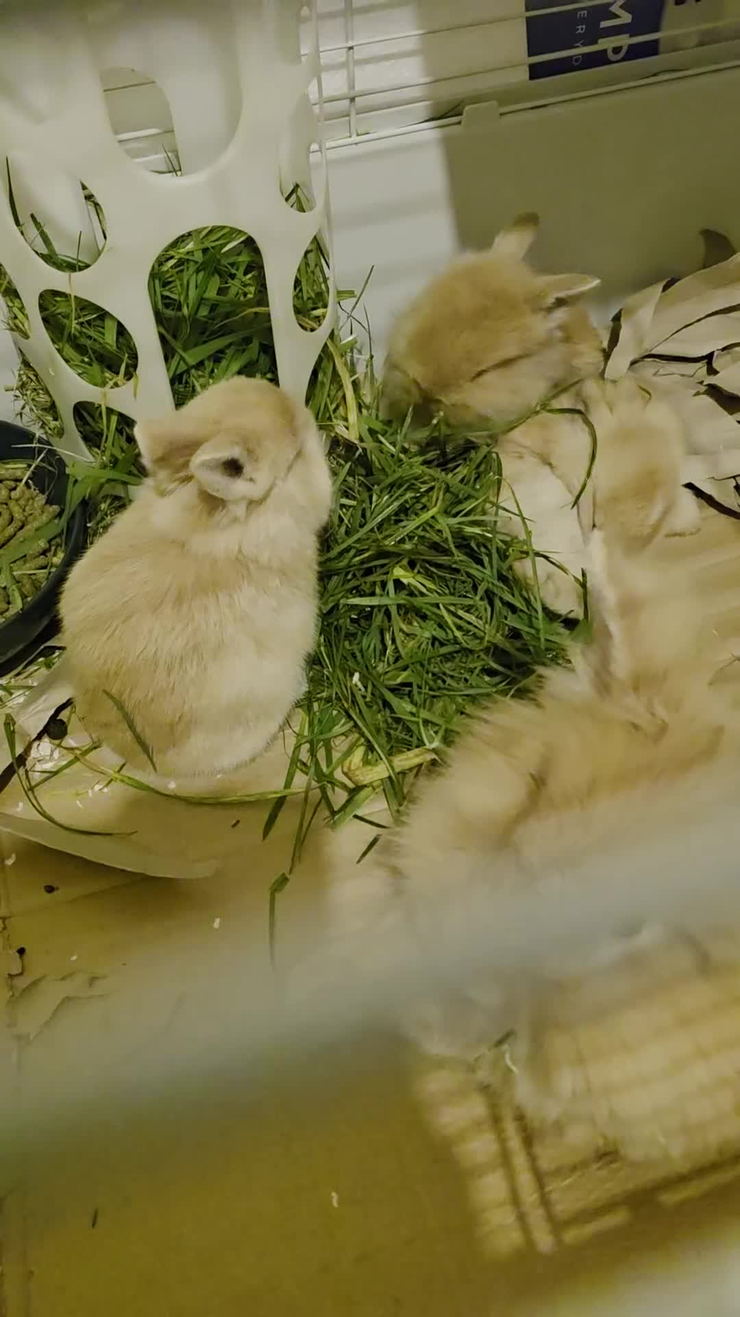 Lionhead rabbits for sale: Mr.Babu in Manchester - Video 1