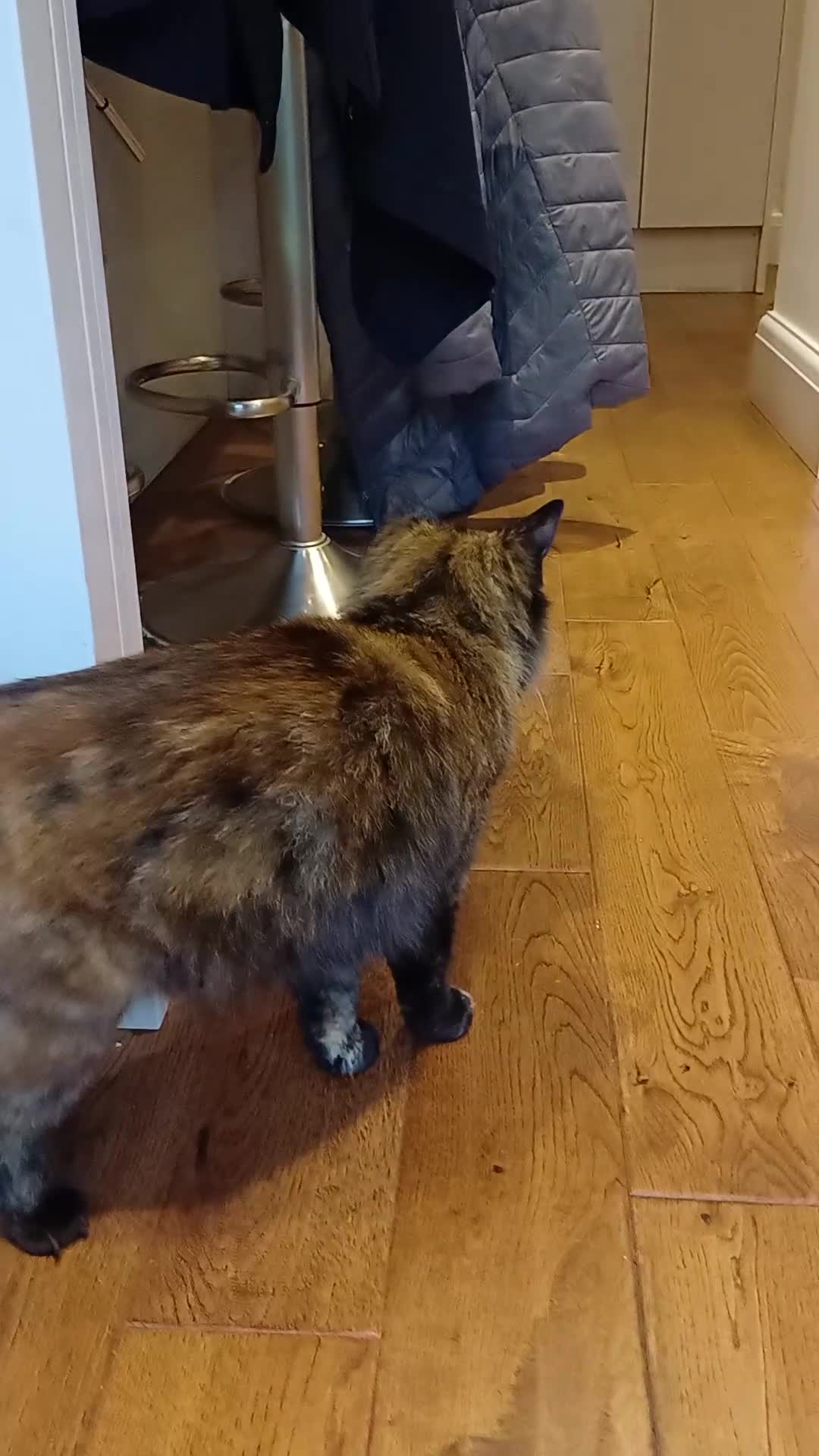 European cats for sale: ​🐾 Looking a new home: Stunning Tortoiseshell cat in Sheffield - Video 1