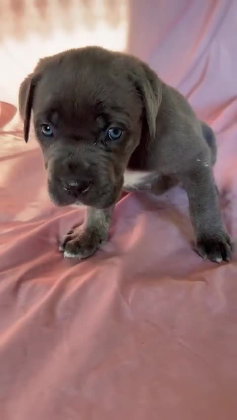 Cane Corso dogs for sale: Stunning Cane Corso Puppies for sale - Video 1