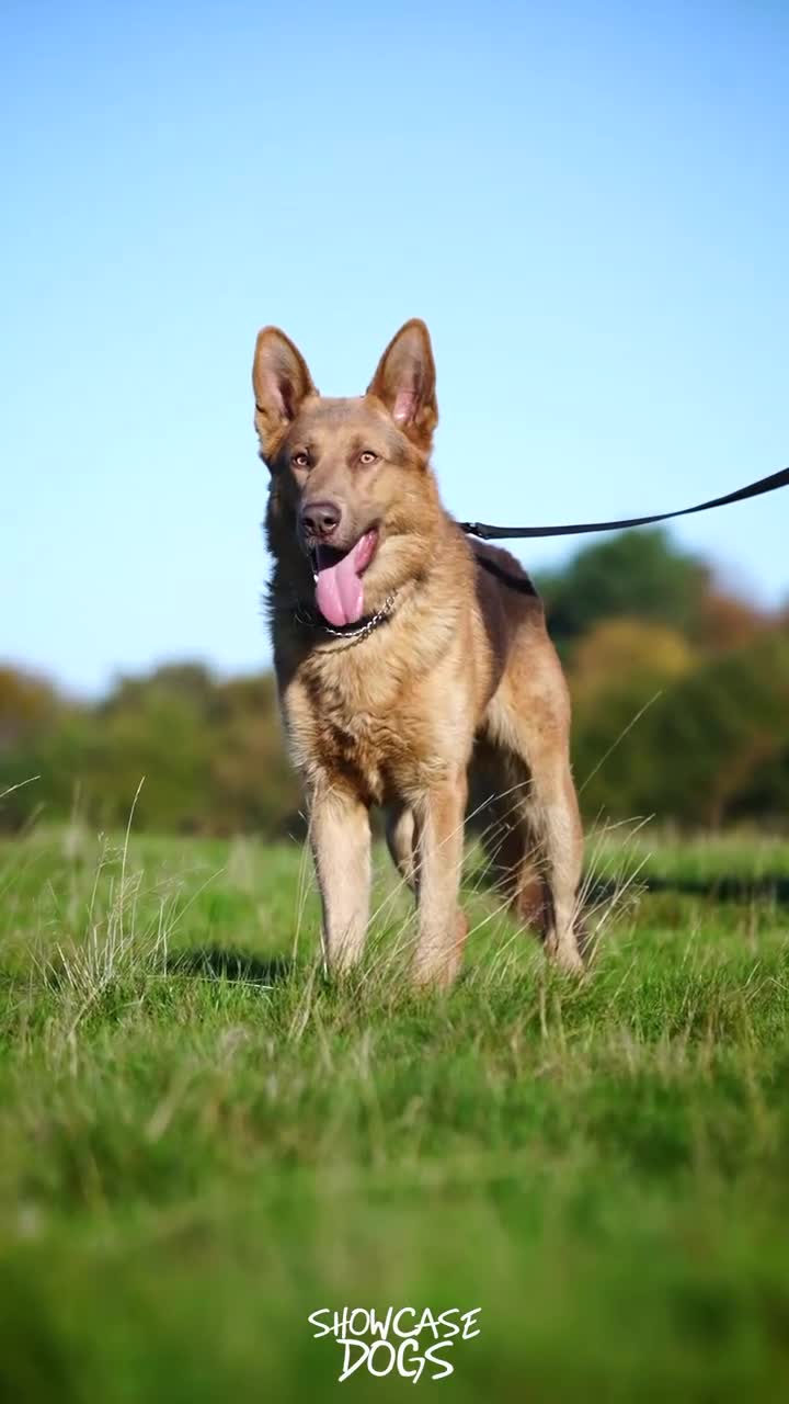 German Shepherd dogs for sale: KC Registered Working Line German Shepherd Puppies - Video 2