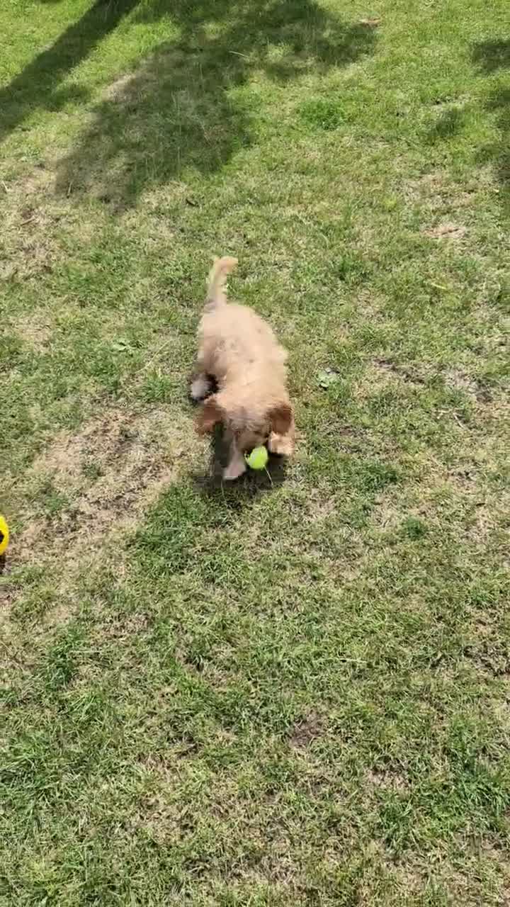 Miniature Poodle dogs for sale: Cuddly KC mini poodle - Video 1