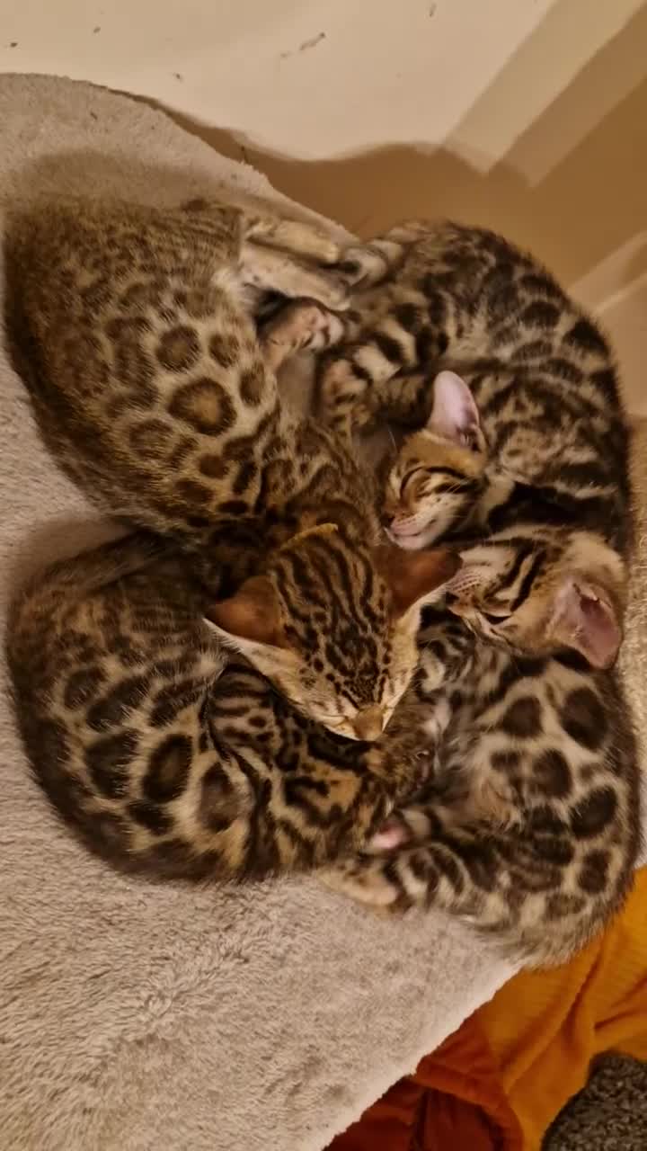 Bengal cats for sale: Beautiful kittens 🥰 - Video 2