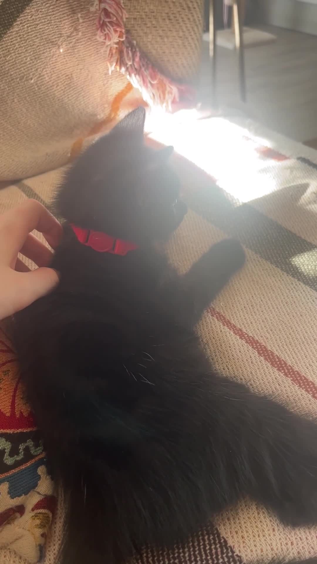 Mixed Breed cats for sale: Two beautiful black kittens  in Bracknell - Video 1