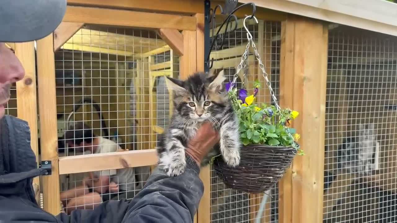 Maine Coon cats for sale: Olistars stud - LICENSED BREEDER  - Video 1