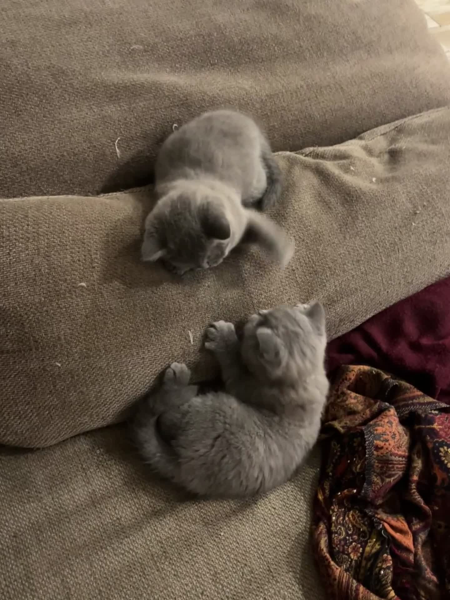 British Shorthair cats for sale: London: GCCF Pedigree British Blue Shorthair Girls - Video 2