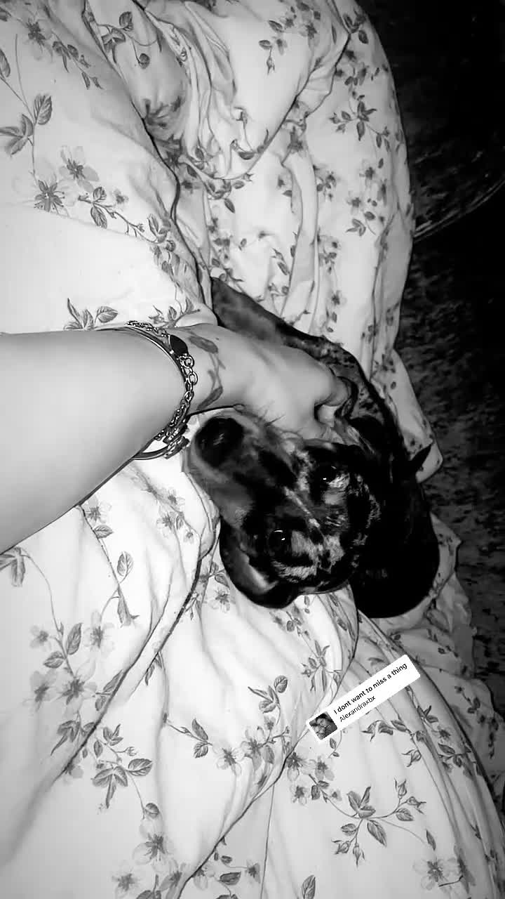 Miniature Dachshund dogs for sale: Dash the dachshund   - Video 2