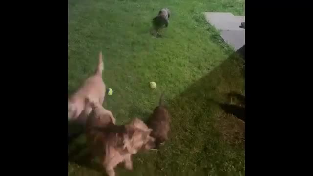 Cairn Terrier dogs for sale: Cairn Terrier Pups - Video 1