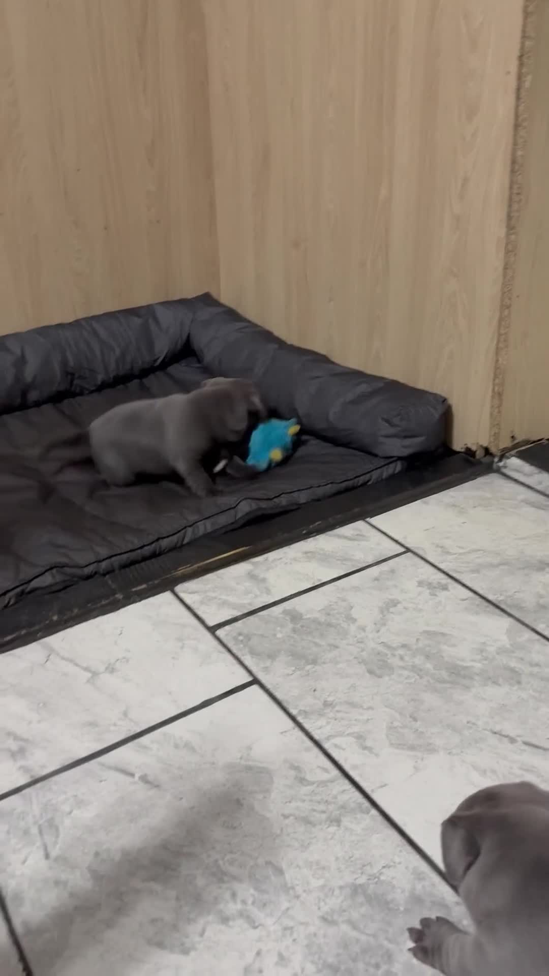 Staffordshire Bull Terrier dogs for sale: Blue Staff pups - Video 1