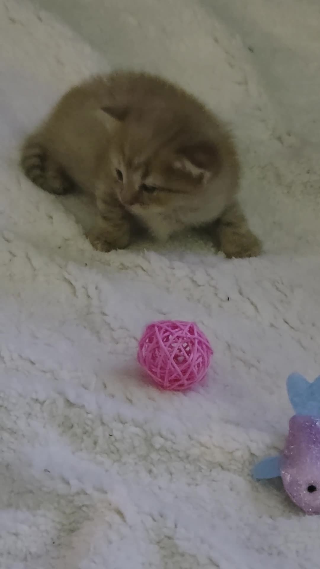 British Shorthair cats for sale: Ferns last litter  - Video 2